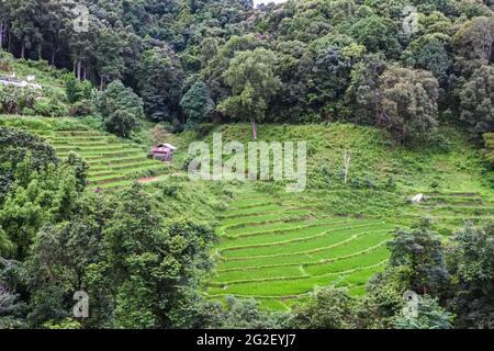 Risaie su terrazzato di Mae Chaem, Chiang mai, Thailandia Foto Stock