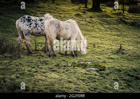 Iconici pony di Bodmin selvaggi che pascolano sulla brughiera di Bodmin in Cornovaglia. Foto Stock