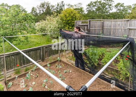 Donna che costruisce la gabbia di rete sopra i letti rialzati prima di piantare i cavoli. Protezione dai pilastri bianchi del cavolo. Foto Stock