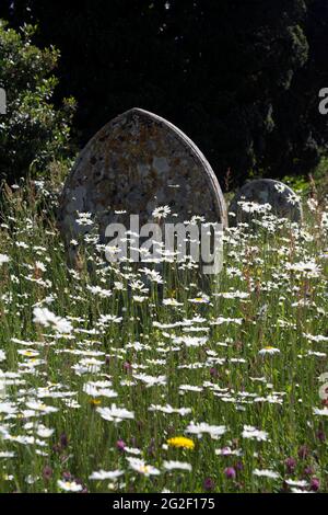 Fiori selvatici nel cimitero di St. Mary`s, Kirtlington, Oxfordshire, Inghilterra, Regno Unito Foto Stock