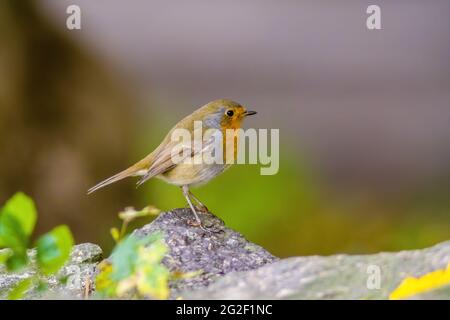 un robin si siede su un ramo alla ricerca di cibo Foto Stock