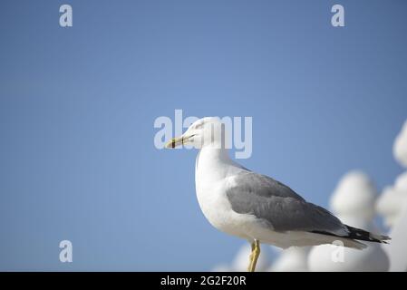 Primo piano di una specie di gabbiano Larus Michahellis con lo sfondo blu del cielo alle spalle. Foto Stock