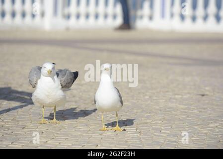 Due gabbiani della specie Larus Michahellis camminano a terra in cerca di cibo. Foto Stock