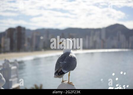 Il gabbiano della specie Larus Michahellis guarda il mare alla ricerca di cibo, sullo sfondo si può vedere il mare e la città turistica di Benidorm fuori Foto Stock