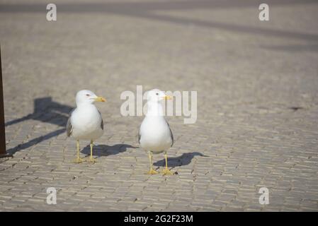 Due gabbiani della specie Larus Michahellis camminano a terra in cerca di cibo. Foto Stock