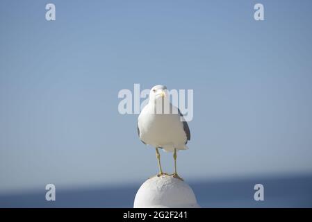 Gabbiano della specie Larus Michahellis arroccato e guardando la macchina fotografica. Foto Stock