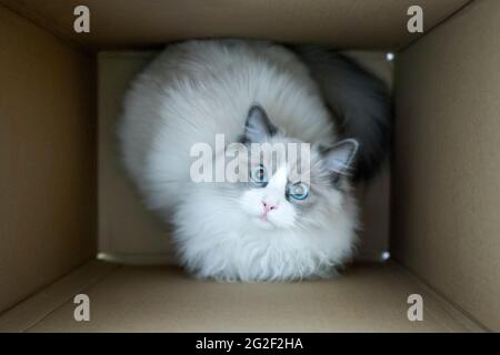 Ragdoll gatto guardando da una scatola di cartone consegna. Vista dall'alto. Foto Stock