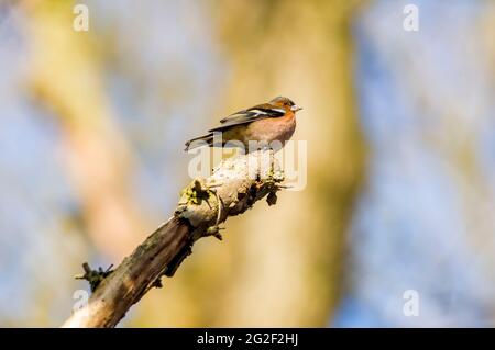 un chaffinch si siede su un ramo e cerca cibo Foto Stock