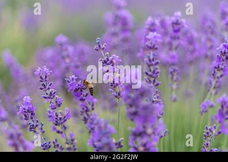 Primo piano fiore lavanda fiorire campi profumati in infinite file al tramonto. Fuoco selettivo sui cespugli di lavandula angustifolia viola aromatico Foto Stock