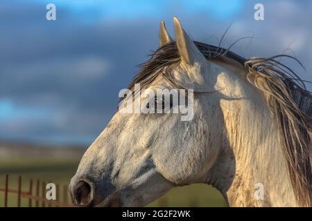 Vista dettagliata di un occhio di cavallo bianco... Foto Stock