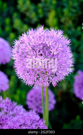 fiori allium in inglese paese cottage giardino, norfolk, inghilterra Foto Stock