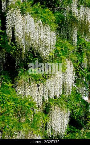 fioritura di fiori bianchi glicini in giardino inglese, norfolk, inghilterra Foto Stock