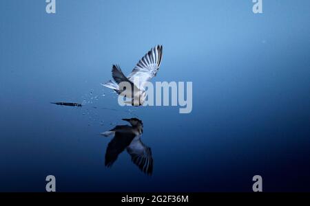 Il fiume indiano{Sterna aurantia} tern è una terna della famiglia Laridae Foto Stock