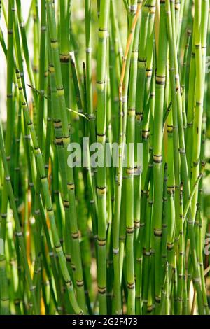 Corsaia ruvida. Equisetum hyemale. Foto Stock