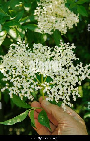 Albero più anziano. Sambucus nigra. Foto Stock