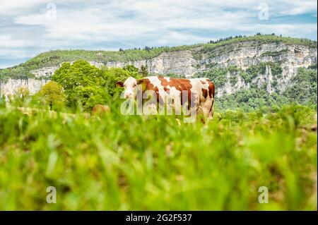 Bestiame da pascolo della razza Montbéliarde, vicino a Rochefort, Savoia, molto probabilmente Francia Foto Stock