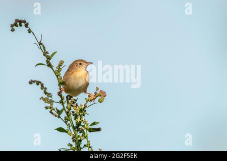 Zitting cisticola (cisticola juncdis) gambe a cavallo su ramo con sfondo cielo blu Foto Stock