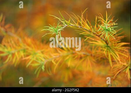 Pseudolarix amabilis è comunemente noto come Golden larice in autunno Regno Unito Foto Stock