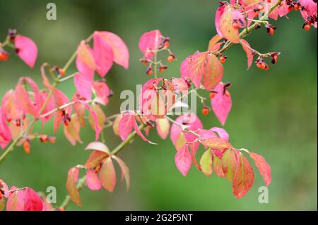 Euonymus alatus, variamente nota come mandrino alato, Euonymus Alata o il roveto ardente Foto Stock