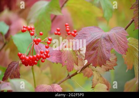 Viburnum opulus (Viburno Rose, acqua sambuco, Cranberrybush europea, crampi corteccia, Snowball Tree Foto Stock