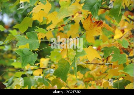 Liriodendron Tulipifera, comunemente noto come l'albero dei tulipani Foto Stock