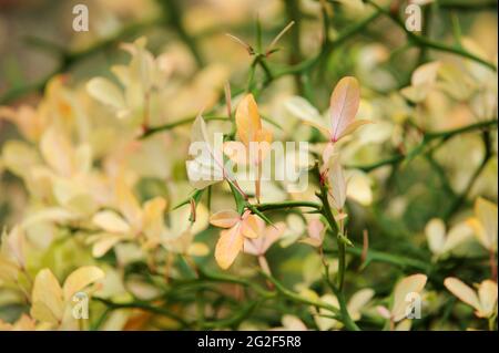 Poncirus trifoliata 'giapponese di Arancia Amara" Foto Stock