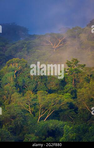 Paesaggio di Panama con foresta pluviale umida e viscida alla luce del sole della mattina presto nel parco nazionale di Soberania, provincia di Colon, Repubblica di Panama Foto Stock