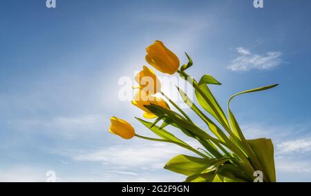 Un bouquet di tulipani primaverili alla luce del sole che tramonta. Foto Stock