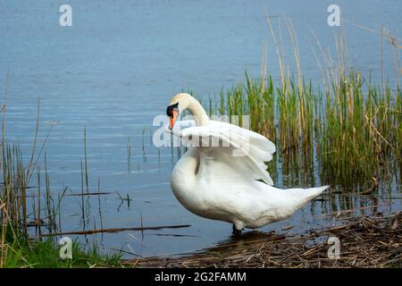 Un cigno bianco muto con ali rialzate, vista a molla Foto Stock