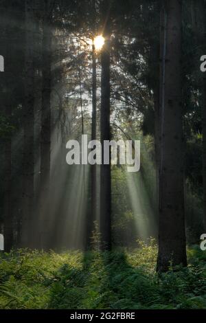 I raggi solari in una foresta di pini scuri illuminano i punti sulle felci che coprono il terreno Foto Stock