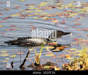 Comune Loon nuoto con un minnow nel suo becco con acqua giglio di fondo e primo piano nel suo ambiente e habitat paludoso. Immagine Loon. Po Foto Stock