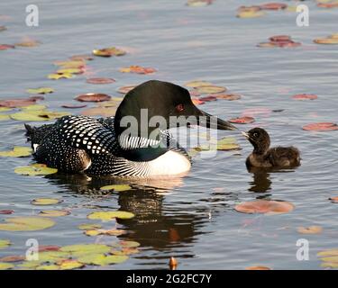 Comune Loon nuoto e baciare bambino pulcino loon con acqua giglio in primo piano e sfondo e godendo la nuova vita miracolo nel loro ambiente Foto Stock