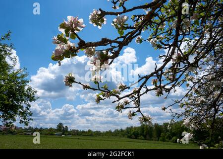 Bella vista di un albero di mele in fiore nella fattoria sotto un cielo nuvoloso Foto Stock