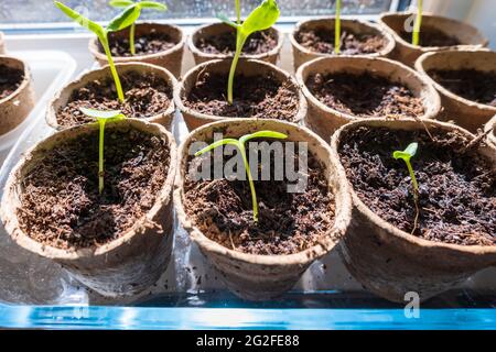 vasi di piantine di cetrioli sulla finestra domestica sotto il sole luminoso. Foto Stock