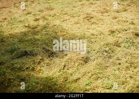 erba secca estiva appena tagliata a terra. Foto Stock