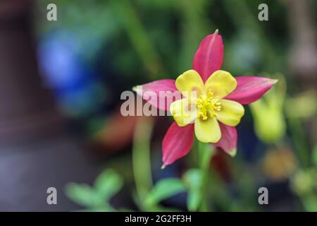 Un fiore colonna multicolore faccia su con un sacco di soft focus sfondo copia spazio Foto Stock