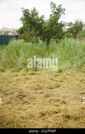 Erba estiva appena tagliata a terra. Sfondo di orto con erba alta in estate. Foto Stock