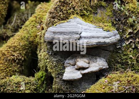 Hoof Fungus (Fomes fomentarius) che cresce su un albero coperto di muschio, Regno Unito Foto Stock