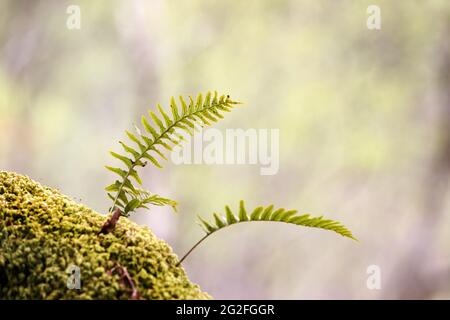 Polipody comune (Polipodium vulgare) Fern che cresce su un albero di quercia, Arnamurchan, Scozia, Regno Unito Foto Stock