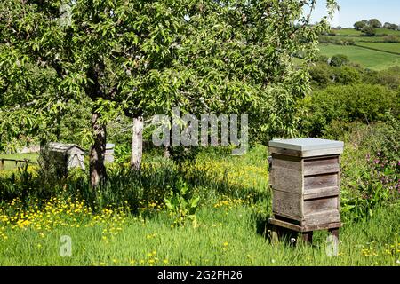 Un alveare è una struttura racchiusa in cui alcune specie di api mellifere del sottogenere API vivono e allevano il loro giovane nido d'api. Prisma esagonale Foto Stock