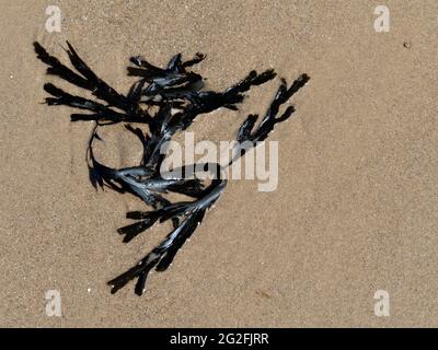 Un fronte lacerato di alghe di Bladderrack (Fucus vesiculosus) si trova su una spiaggia di sabbia sulla costa di Norfolk, essendo stato rotto dalla pianta principale. Foto Stock