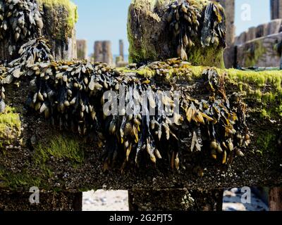 Alghe di Bladderrack (fuco vesiculosis) su un groyne di legno vecchio esposto a bassa marea sulla costa nord del Norfolk. Foto Stock