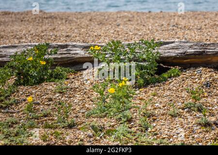 Papavero cornato giallo (Glaucium flavum) e kale di mare (Crambe maritima) che crescono sulla spiaggia di Southsea, Portsmouth, Hampshire, costa meridionale Inghilterra Foto Stock