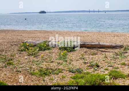 Papavero cornato giallo (Glaucium flavum) e kale di mare (Crambe maritima) che crescono sulla spiaggia di Southsea, Portsmouth, Hampshire, costa meridionale Inghilterra Foto Stock