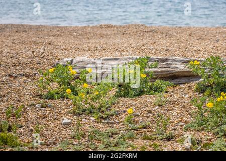 Papavero cornato giallo (Glaucium flavum) e kale di mare (Crambe maritima) che crescono sulla spiaggia di Southsea, Portsmouth, Hampshire, costa meridionale Inghilterra Foto Stock