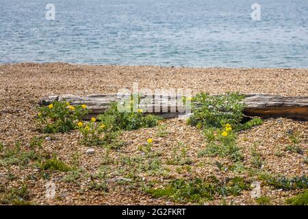 Papavero cornato giallo (Glaucium flavum) e kale di mare (Crambe maritima) che crescono sulla spiaggia di Southsea, Portsmouth, Hampshire, costa meridionale Inghilterra Foto Stock