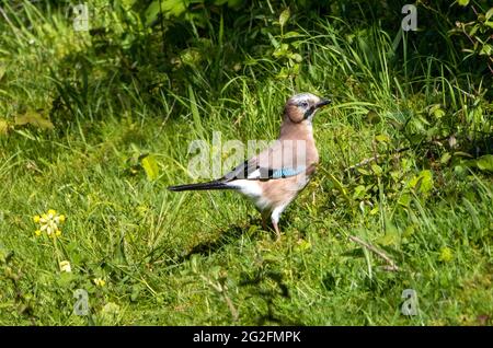 Jay o Eurasian Jay Garrulus glandarius in cerca di cibo sul bordo di un legno inglese Foto Stock