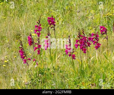 Il Gladiolus G. illyricus selvaggio, originario dell'Europa meridionale, fiorisce in un prato sulla scogliera sulla costa meridionale dell'isola di Wight - Hampshire UK Foto Stock
