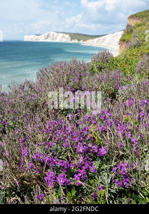 Vigorosa crescita di porpora fiorito Hoary Stock Matthiola incana sulle scogliere di mare a Freshwater Bay sull'isola di Wight Regno Unito guardando verso Tennyson giù Foto Stock