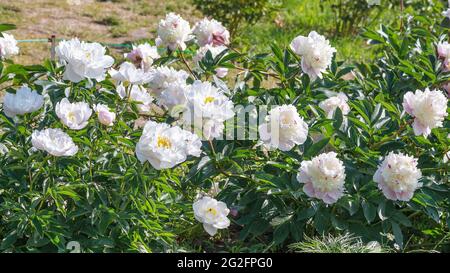 Peonie erbacee: A. L. Perry peony è un bel fiore bianco elegante con un centro giallo e Alertie peony è una meravigliosa, molto precoce varietà di Foto Stock